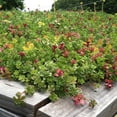 thumbnail image 5 of Expert Gardener 2.2 Quart Sedum Multicolor Perennial Groundcover Outdoor Live Plants Full Sun, 5 of 5