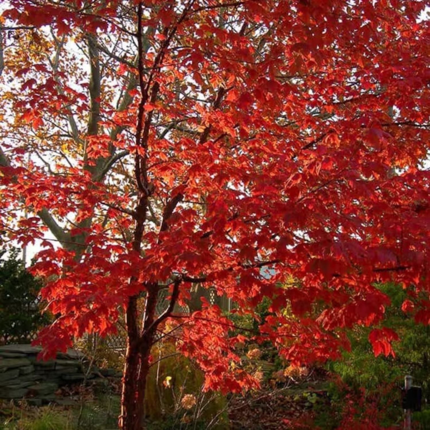 Expert Gardener 1-2' Maple Paperbark in 1 gal. Grower Pot
