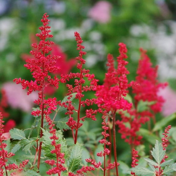 Fanal Red Astilbe Flower Root - Attracts Butterflies and Hummingbirds - Deer Resistant - Naturalizing - Perennializing - Easy to Grow Live Plants - Outdoor Garden