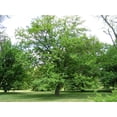 thumbnail image 3 of TriStar Plants - White Mulberry Tree - Morus alba, 1 Gallon Trade Pot, Fast Growing Tree, Live Plant, Live Tree, Fruit Tree, 3 of 5
