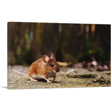 ARTCANVAS Mouse In Forest Home decor Canvas Art Print - Size: 26" x 18" (0.75" Deep)