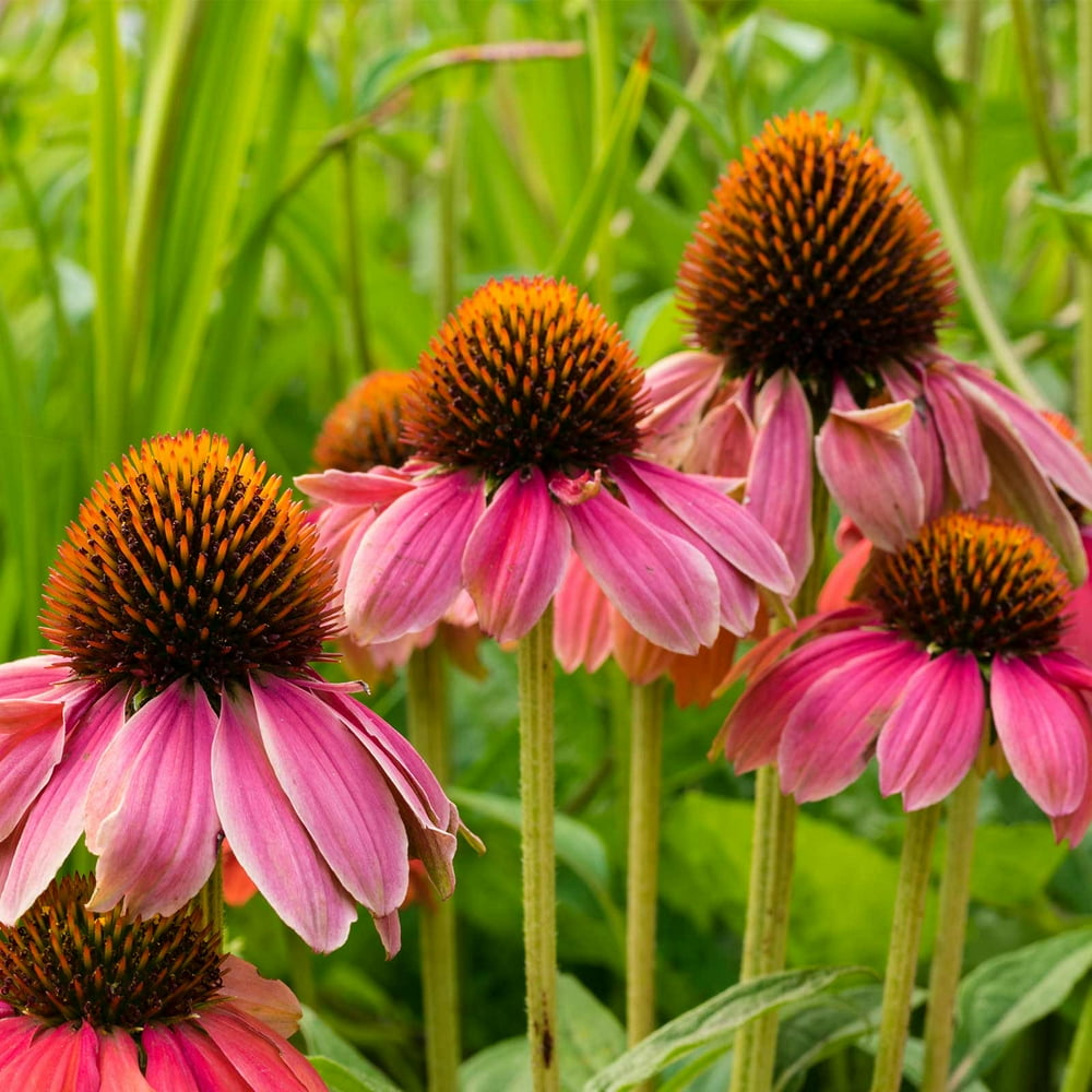 PowWow Wild Berry Echinacea Flower Garden Seeds (Purple Coneflower
