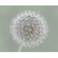 thumbnail image 2 of Fischer, Mirjam 18x15 Black Ornate Wood Framed with Double Matting Museum Art Print Titled - Dandelion Seedball, 2 of 4