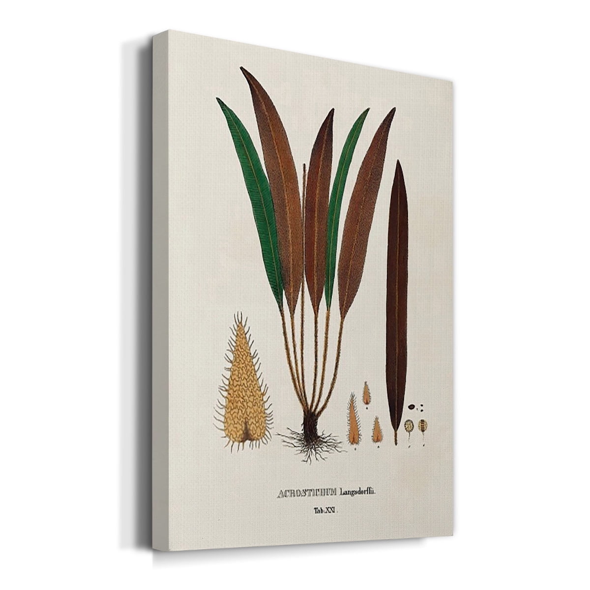 Botanical Society Ferns I Premium Gallery Wrapped Canvas - Ready to Hang