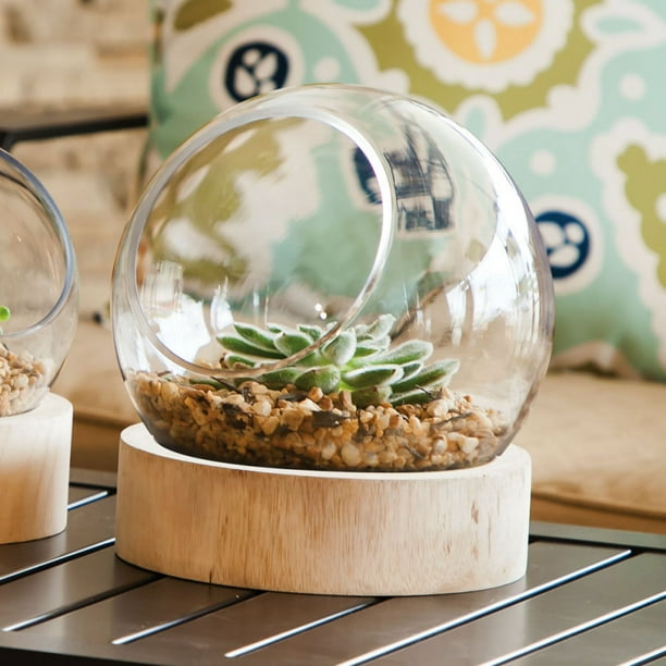 Terrarium with Wood Base, Glass Globe Large