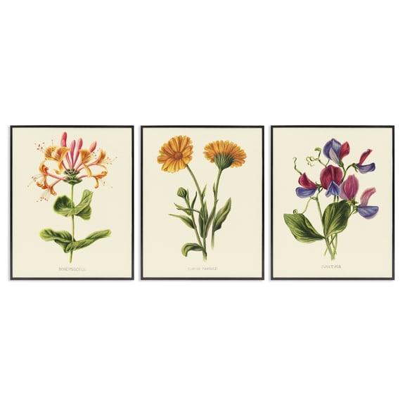 Stupell Industries Flowering Plants Vintage Illustration 3 Piece Black Framed Giclee Art Set, design by Connie Resch