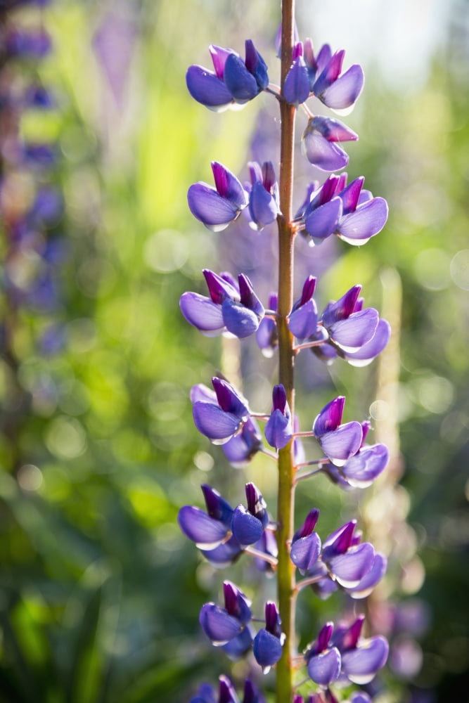 Posterazzi Lupin In