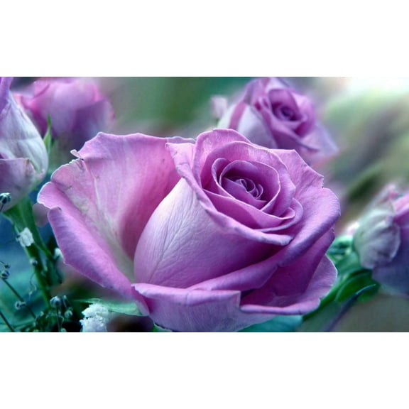 Rose Seeds Light Purple Lavender Rose  20 Seeds