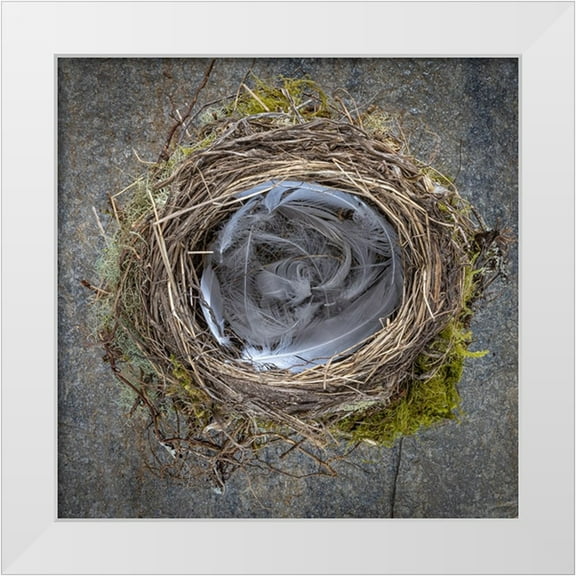 Jaynes Gallery 12x12 White Modern Wood Framed Museum Art Print Titled - USA-Washington State-Seabeck Close-up of bird nest padded with feathers