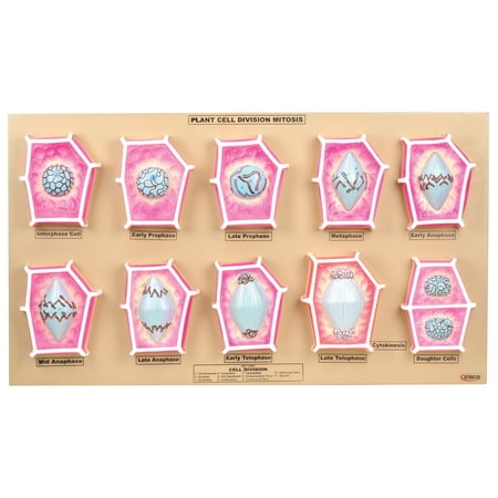 Eisco Labs Plant Mitosis Model, Set of 10