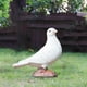 thumbnail image 4 of Amante artificial palomas pájaro paloma animal para decoración Sharpla Figuras de simulación, 4 of 7