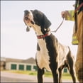 thumbnail image 4 of Country Brook Petz® Premium Thin Red Line Dog Collar - Made in the U.S.A., Small, 4 of 7