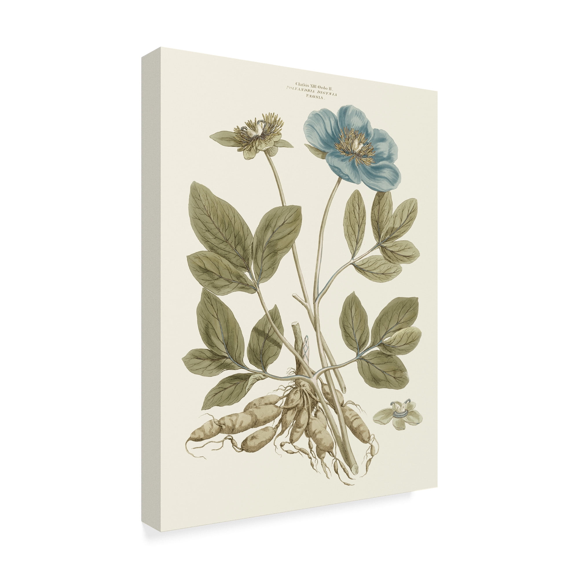 Trademark Fine Art 'Bashful Blue Florals I' Canvas Art by John Miller