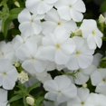 1000+ Phlox Seeds for Planting - White Phlox Creeping Perennial Ground ...