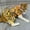 Orange, variant on Didog Female Dog Harness Dress and Leash Fancy Small Pet Cat Summer Vest Clothes Yorkie