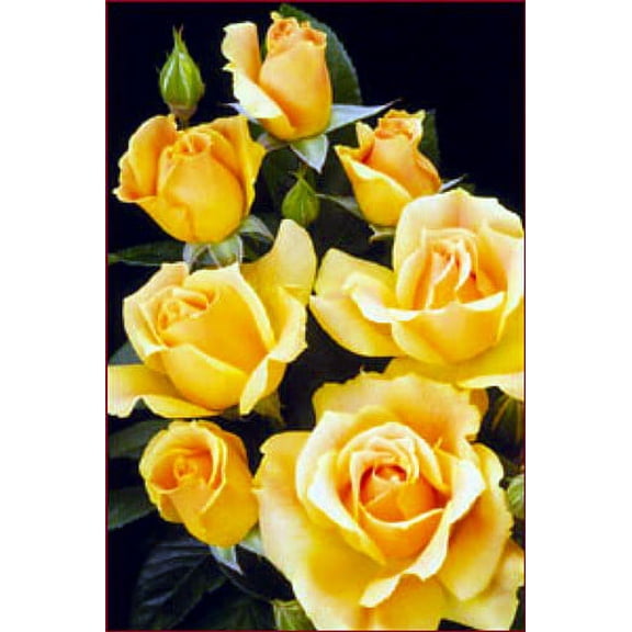 Easy Going Rose Bush - 4" Pot - Creamy Yellow, Ruffled Blooms