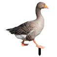 thumbnail image 1 of Decoración de pato Farfi, estatua de aves de corral de jardín acrílica rústica con impresión de doble cara, realista, realista, para patio, 1 of 5