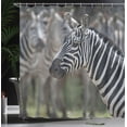 thumbnail image 4 of Ambesonne African Shower Curtain, Zebra in Serengati Park, 69"Wx84"L, Reseda Green White Black, 4 of 5