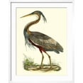 thumbnail image 2 of Art.com Purple Heron Art Print by John Selby, White Frame Wall Art, 23" x 29", 2 of 5