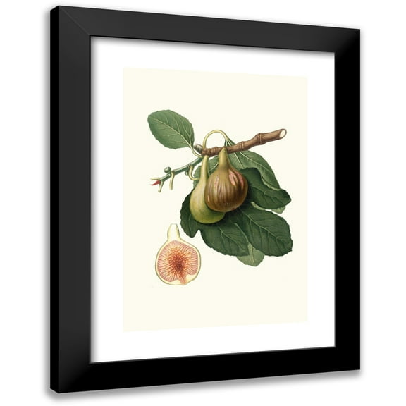 Giorgio Gallesio 11x14 Black Modern Framed Museum Art Print Titled - Fico Portoghese. (Figs from Portugal) (1817-1839)