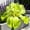 C, variant on Exotic Rare Iris - Tall and upright - Cold-resistant - Suitable for garden decor, air purification and plant hangers
