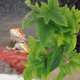 thumbnail image 4 of AURARMLET Planta De Paisaje Artificial Para Terrario Adorno Para Acuario Y Hábitat De Reptiles, 4 of 6