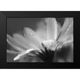thumbnail image 2 of Deiter, Lori 24x17 Black Modern Framed Museum Art Print Titled - Daisy, 2 of 5