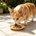 thumbnail image 5 of 4 Pack Dog Plates, Shallow Whisker Friendly Wide Bowls for Kittens and Small Dogs, 5 of 6