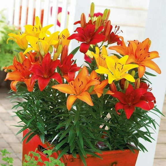 Sunset Mix Asiatic Lily (5 bulbs) Pots and Planters,Cut Flowers. Perennial