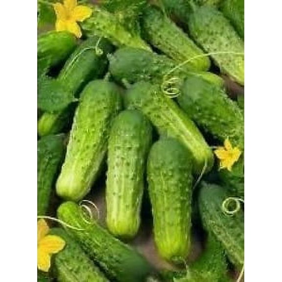 Cucumber Wisconsin SMR 58 Seed Heirloom - 1 Packet