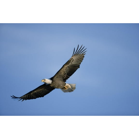 Art.com Bald Eagle in Flight Photographic Print, 18" x 12"