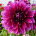 thumbnail image 4 of 1 Large Decorative Le Baron Dahlia Bulbs for Planting, Lemon Dinnerplate Dahlia Flowers Tubers Huge Bloom - Grows Well In Containers, 4 of 6