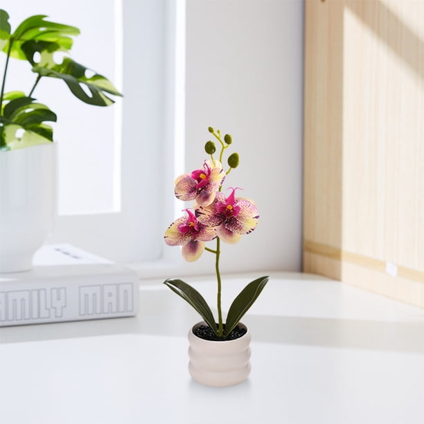Orchidée Phalaenopsis 2 tiges - Belval Fleurs - Site Officiel Orchidée Phalaenopsis 2 tiges - Belval Fleurs - Site Officiel