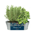 thumbnail image 5 of Buzzy Seeds Rosemary Seeds for Plant Indoors and Sage Seeds - Holiday Herb Garden Indoor Starter Kit, 5 of 5