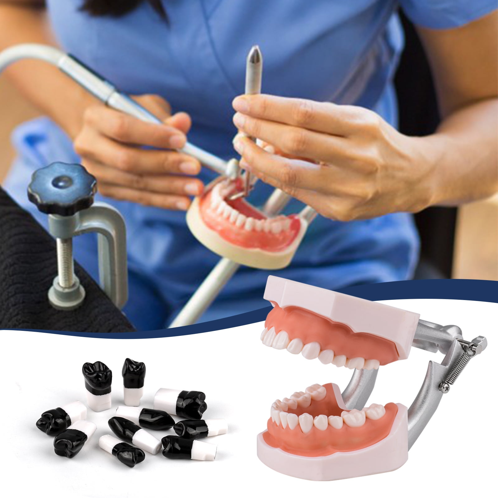 Typodont Teeth Model Includes 20pcs of Special Black Replacement Teeth
