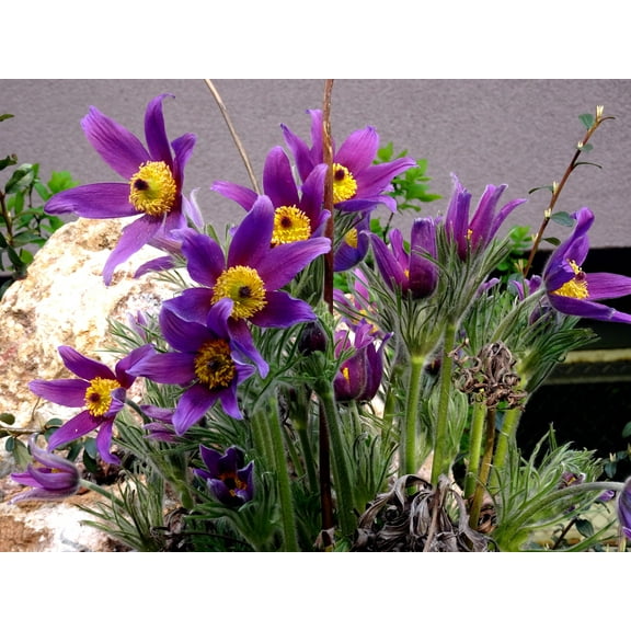 Seedville 25 Violet Anemone Flower Seeds, Attract Bees