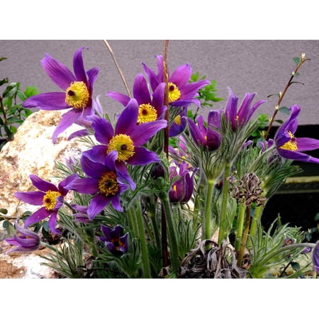 Seedville 25 Violet Anemone Flower Seeds, Attract Bees