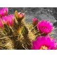 thumbnail image 2 of Popcorn 14x12 White Modern Wood Framed Museum Art Print Titled - Hedgehog Bloom III B-W, 2 of 4