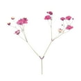 thumbnail image 2 of SPRING PARK 12Pcs Pressed Dried Flowers for DIY Arts Crafts Resin Jewelry Making Accessory, 2 of 7