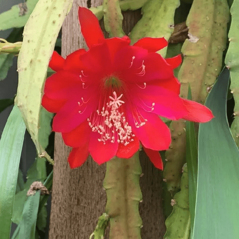 Epiphyllum Plant Live, Red Epiphyllum Orchid Cactus Plants 6-8'' Tall,  Indoor Outdoor Planting - Walmart.com