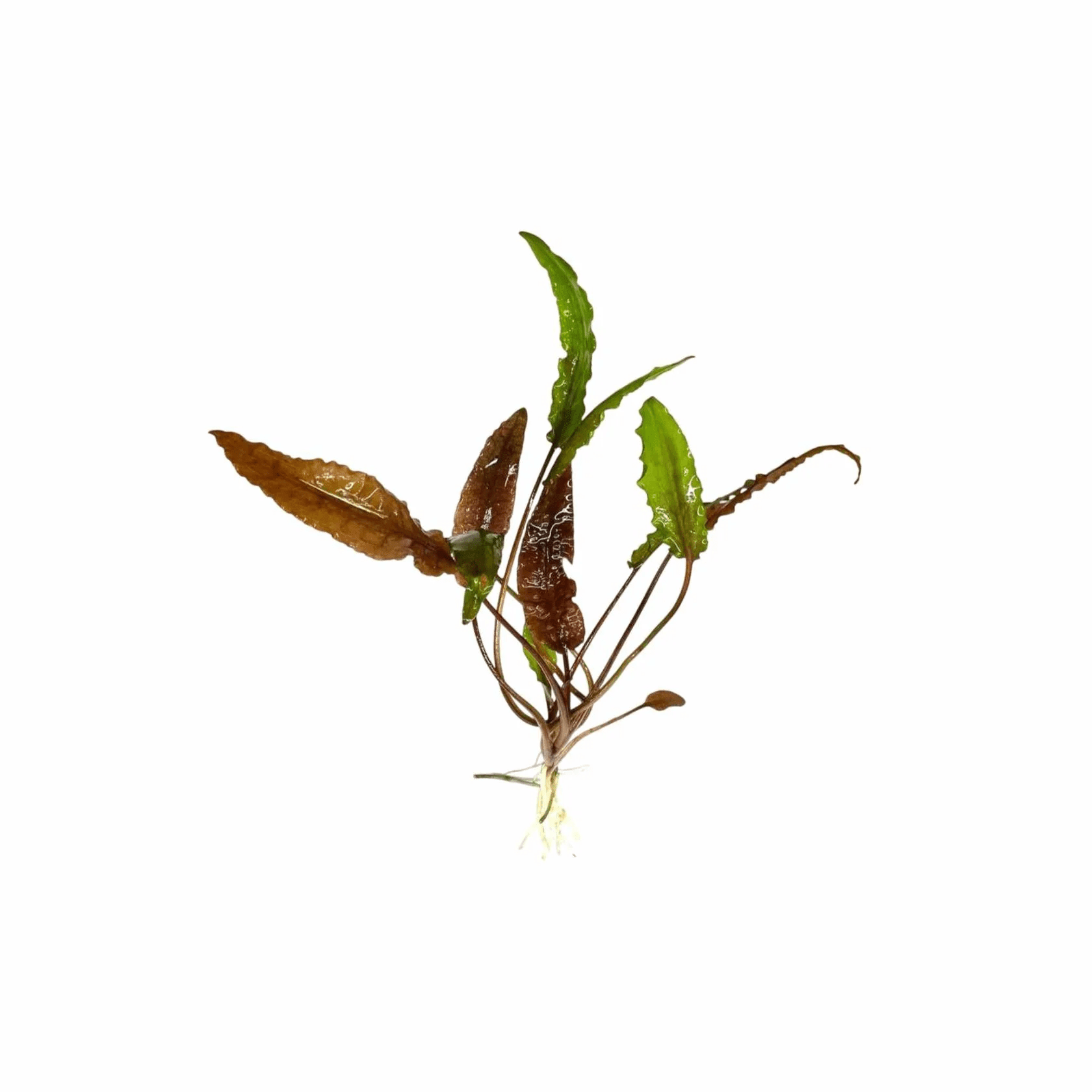 Axolotl Live Plants Bundle (10 Plants)