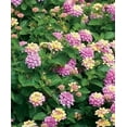 thumbnail image 3 of Clovers Garden Lantana Camara Live Plants, 3 of 4