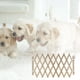 thumbnail image 4 of Puerta de aislamiento expandible para mascotas, divisor de habitación, protección, valla deslizante, puerta de pantalla, gato, perro, cachorro, valla, 4 of 7