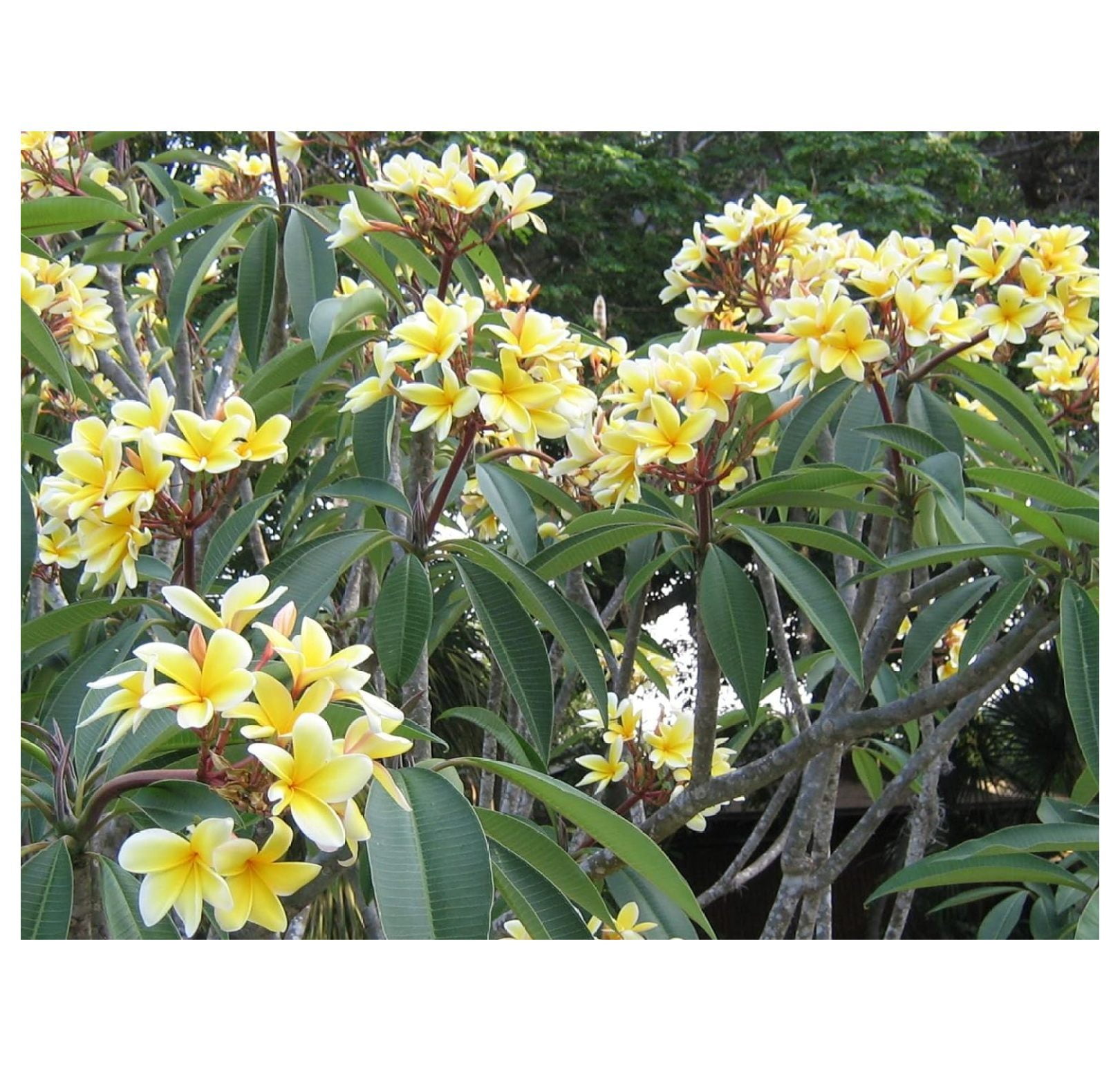 Plumeria Frangipani Live Plant Cutting Rubra Yellow 10"-12" Long, Full Sun
