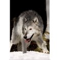 thumbnail image 1 of Great BIG Canvas | Rolled Richard Wear Poster Print entitled Wolf, 1 of 4