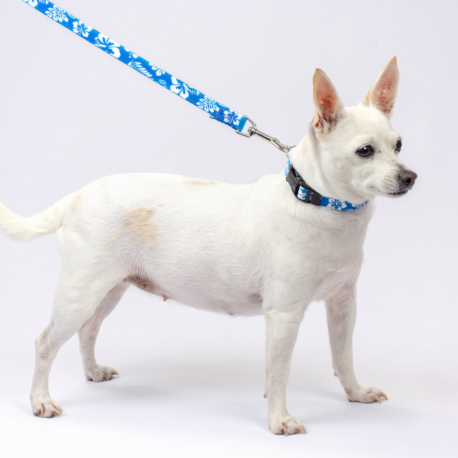 Country Brook Petz® Blue Hawaiian Everyday Dog Collar and Leash, Extra Small