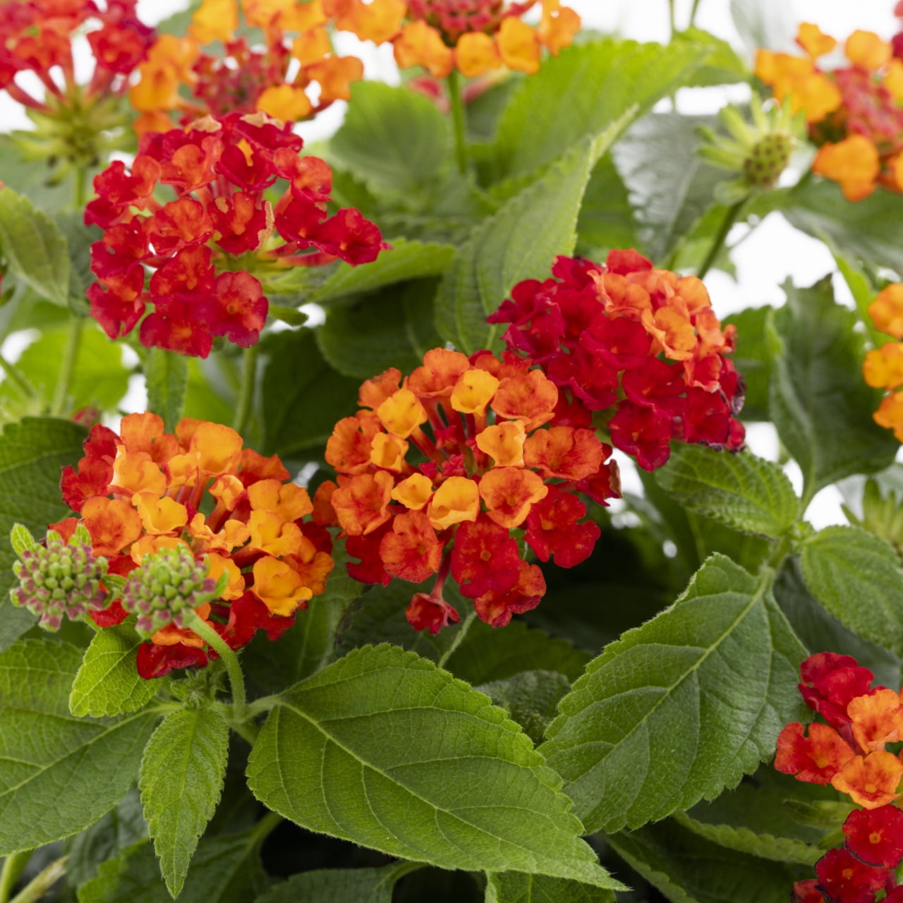 Better Homes & Gardens 2QT Multicolor Lantana Summer Live Annual Plant Sun
