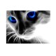 thumbnail image 1 of Cuadros Decorativos Taladro completo gato de ojos azules 5D diamante DIY pintura artesanal Kit decoración del hogar Ehuebsd Nuevos Originales, 1 of 5