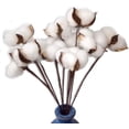 thumbnail image 1 of Paquete de 30 flores de algodón secas reales con tallo, 30 cm, 1 of 6