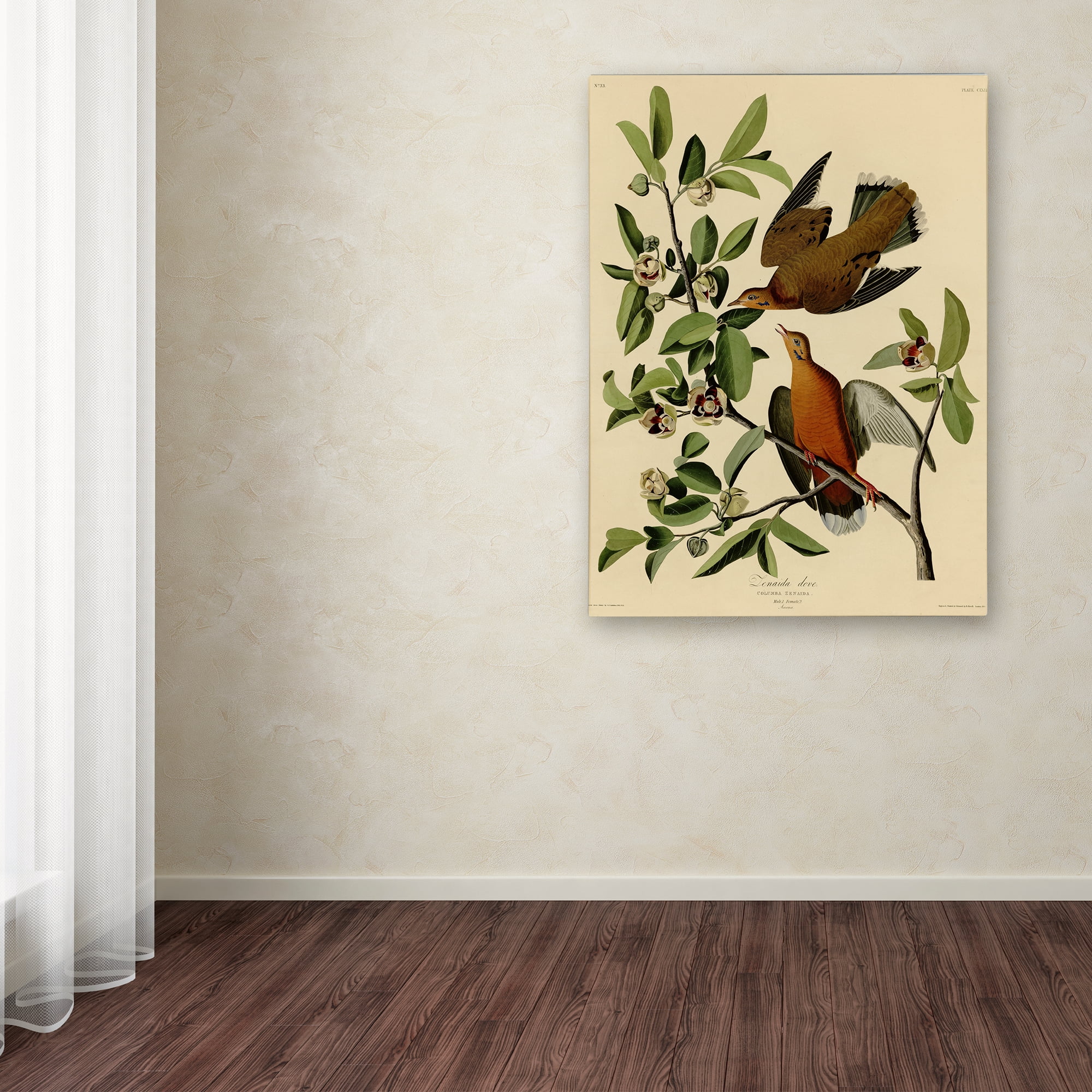 Audubon 'Zenaida Dovesplate 162' Canvas Art